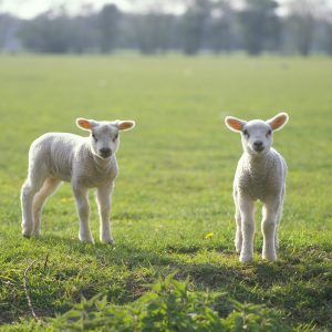 Kefir Boerderij Anna Hoeve h
